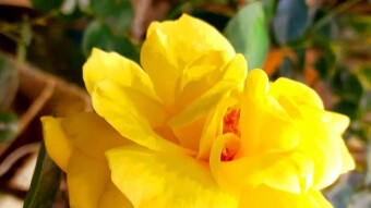 Yellow Rose photography