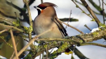 Waxwing - an extravagant bird with an addiction?