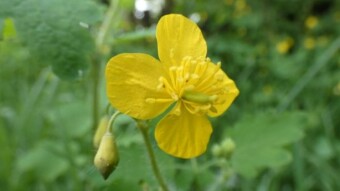 Another healing herb on my property - celandine swallow herb - chelidonium maius (papaveraceae)