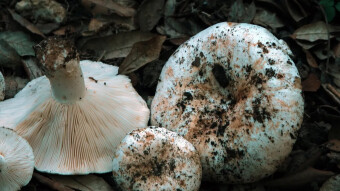 Russula delica is easily confused with the inedible - Lactarius piperatus, but there is a simple way to do this