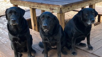 Automated Dog Kennels & What is Left