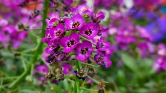 Flower Photography.