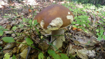 The mushroom season has just begun, but the results are weak