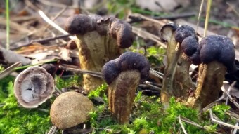 Rare parasitic fungi - Elaphocordyceps capitata (Maczużnik główkowaty)