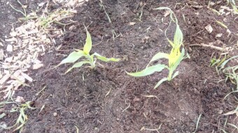 Our Vegetable Plots #4