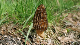 Edible spring mushrooms - Morchella conica