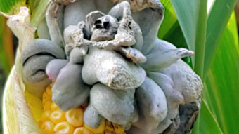 Ustilago maydis - Little-known mushrooms - the edible corn parasite