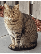 Update 12: Cats cryptocurrency prediction experiment!