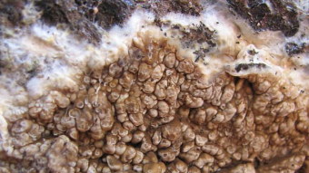 Mushrooms occurring in Europe - Coniophora puteana