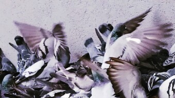 TAKE LOW, EAT IN BIRDS😂😂