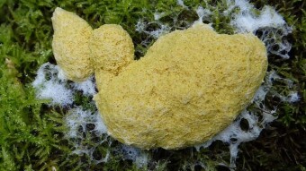 Be resilient like a slime mold!