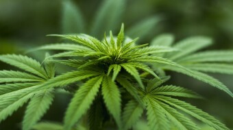 Mexican Senate Backs New Bill to Legalize Cannabis Nationwide