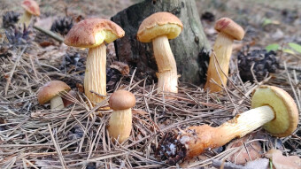 Aureoboletus projectellus an invasive species of fungus native to the USA