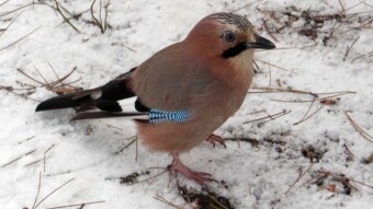 421 species of birds in my country, including the jay - beautiful and smarty