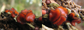 Mushrooms occurring in Europe - Scutellinia scutellata