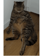 Update 3: Cats cryptocurrency prediction experiment!