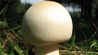 Mushrooms occurring in Europe - Agaricus campestris