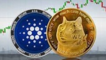 Cardano Doge Alliance!
