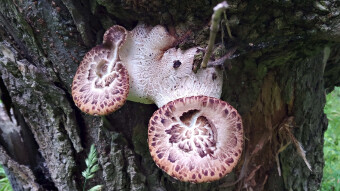 Another, but delayed, season of Cerioporus squamosus
