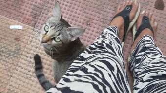New cat in my life that I unexpectedly encountered at the hospital - Sweet!!