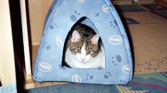 Murphy 2005 - 2017 - Teil 4 - letzten Fotos aus Villach