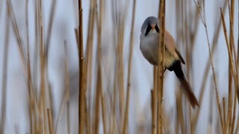 Bearded Reedling, a beautiful bird in extinction