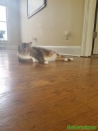A single of Princess laying on the hardwood floor cooling off