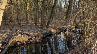 A little forest walk