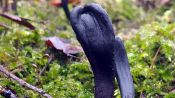 Earth tongues - little known mushrooms