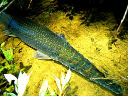 Pike Armor