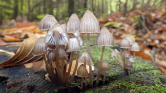 Walks in the wet beech forest - Clustered bonnet and jelly tooth