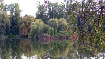 Beautiful weather, successful walk, but... - My Actifit Report Card: August 23 2024