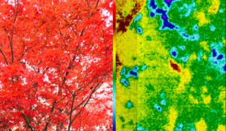 Japanese maple Splitscreen infrared