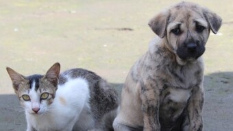 Why Cats And Dogs Are More Important Than Ever To Their Owners