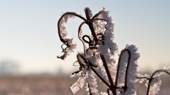 Frost in Muncie