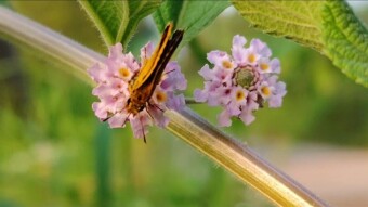Videography of the moth.