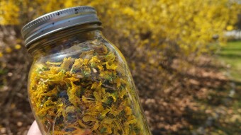 Foraging Fun #1 - Forsythia