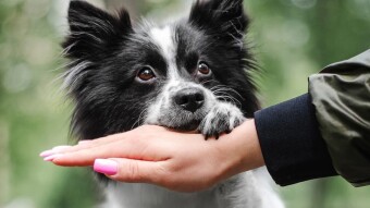 Great dog training