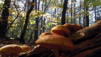 Walks in Jurassic forests - you can see much more through the prism of mushrooms - My Actifit Report Card: October 13 2022