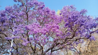 Beautiful Jacaranda trees / hermosas Jacarandas