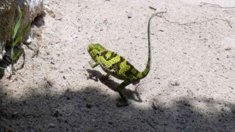 Zanzibar, Jambiani - Chameleon - changes as fast as the shutter of a camera. Guest at breakfast