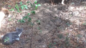 Moonpie watched with a piqued curiosity --