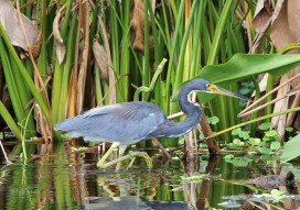 Tricolored Heron (Egretta tricolor)