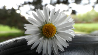 Field daisy, useful in the kitchen and in the medicine cabinet