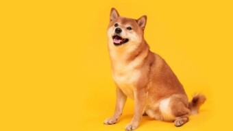 Shibainu, as the dark horse crypto token