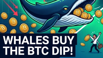 Crypto Whales Accumulate Over 1,000 Bitcoins During Dip: How Deep-Pocketed "Insiders" are Exploiting Retail Fear