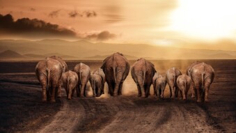 Elephants are slowly disappearing