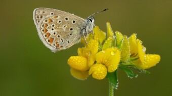 10 tips for taking macro photos