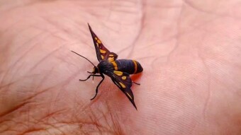 Moth Photography and videography