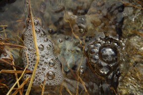 A PRAYER TO WATER 
